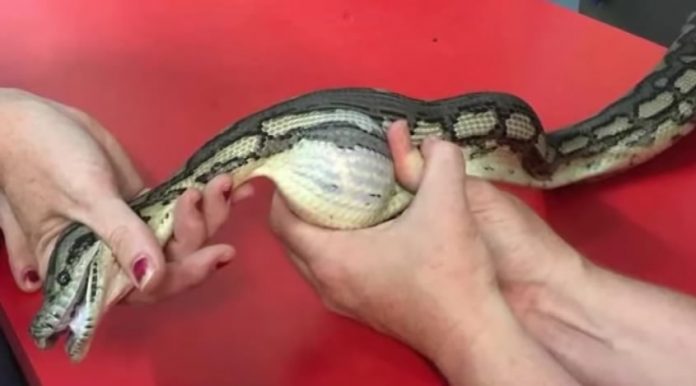 Ветеринар знайшов змію з гігантським клубком і не міг повірити, що вона реальна!