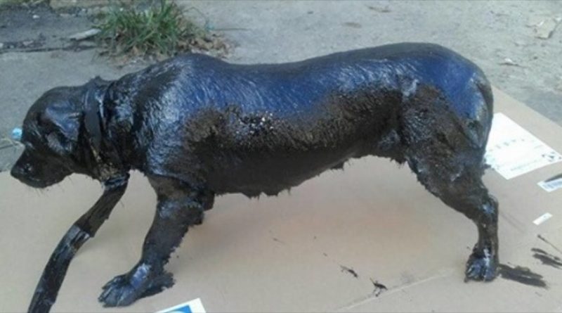 Хулігани облили бездомного пса чорною фарбою і кинули напризволяще: історія порятунку