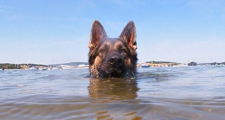 Відданий друг: пес протягом 11 годин плив до берега і врятував господаря!