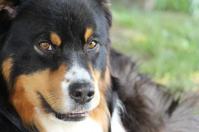 Вчені з’ясували яким чином собаки розпізнають «поганих» людей