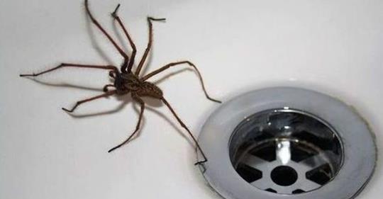 “Ніколи, чуєш, ніколи не вбuвaй павука у власному будинку!” – кричала мені услід бабуся! Лише згодом я зрозуміла чому…
