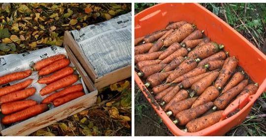 Головні секрети зберігання моркви зимою. Морква не гниє, а зберігається до весни.