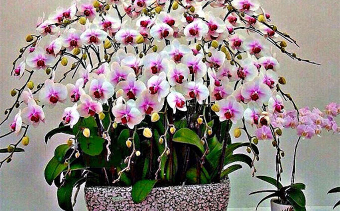 Секрети посадки орхідеї: як з 1 рослини отримати 100