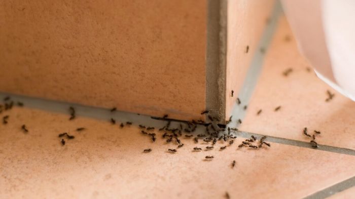 Позбавляємося від мурах в будинку: найефективніші народні методи боротьби