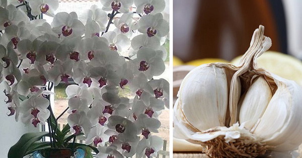 Хочете, щоб ваша орхідея до Нового Року зацвіла: Часник – порятунок для орхідей