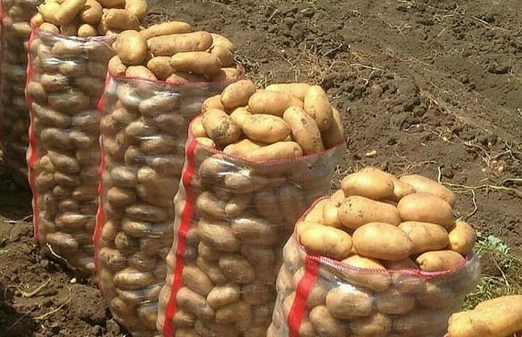 Правильна посадка картоплі, яка допоможе отримати великий врожай