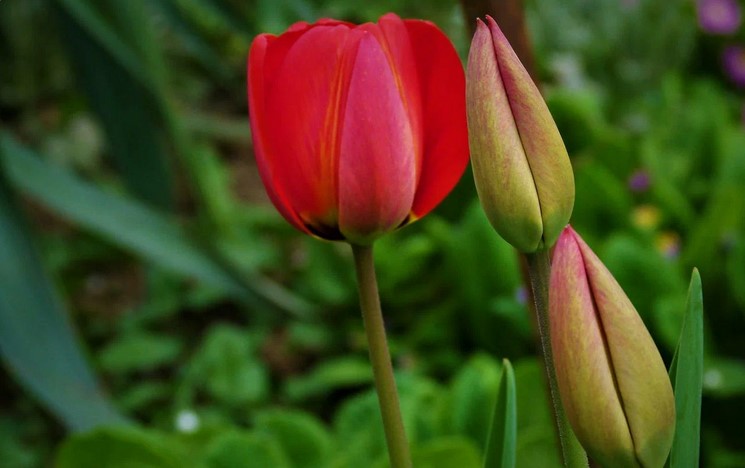 Найкращі підживлення для Тюльпанів навесні. Квіти помітно порадують великими бутонами